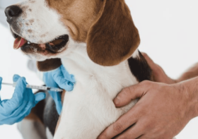 Titre Testing for Dogs: On our way to healthier vaccination