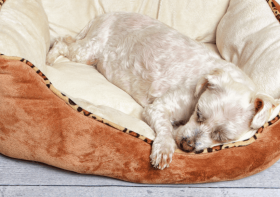 How Much Sleep Do Puppies Really Need?