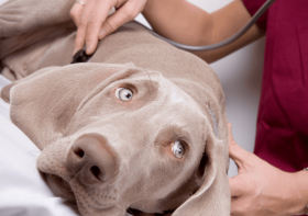 How Can A Puppy Get Parvo? A complete guide to Parvovirus