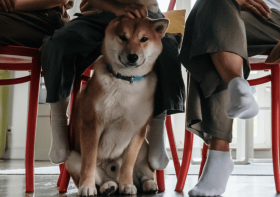 Teach Your Dog Or Puppy Table Manners & End Begging