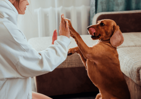 What Does It Mean To Be AKC Or Kennel Club Registered?