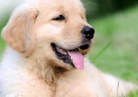 How to Set Up a Puppy Play Pen: From a Professional Dog Trainer