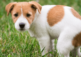 When Can You Start Potty Training a Puppy?