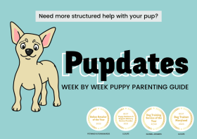 The Toughest 25 Dogs To Potty Train