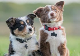Should You Get Two Puppies at Once? Double Trouble or Twice the Fun?