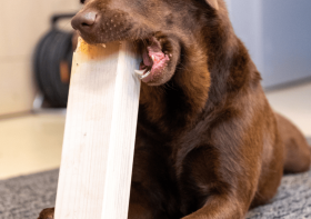 Anti-Chew Sprays For Puppies: Why Professionals Don’t Recommend Them.